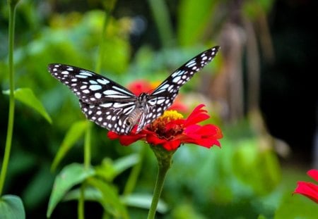 Butterflies - nature, flower, red, butterflies