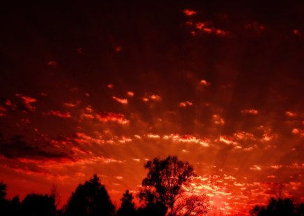 Fire In The Sky - fire, red, dusk, forest, sky