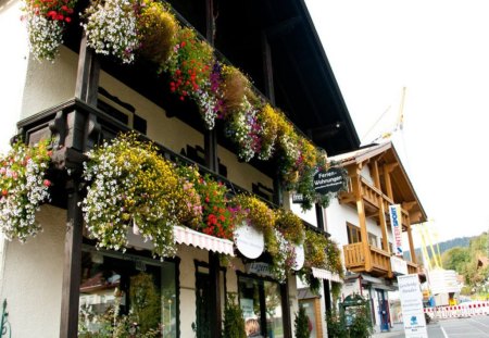 Flowers - colour, home, town, flower, shop