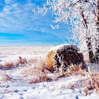 Winter field