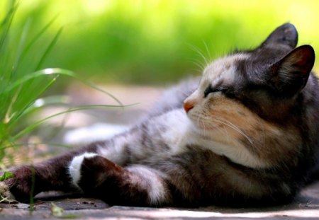 FELINE at REST