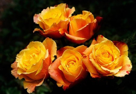 Blushing Yellow Roses - nature, flowers, yellow, roses