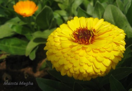 calendula - geetum, pakhi, smriti, mamta, roma