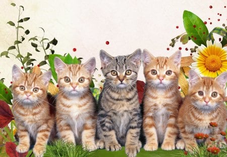 Spring Kitty Faces - summer, lawn, spring, grass, sweet, cat, fleur, flowers, sunflower, kitten, feline, kitty