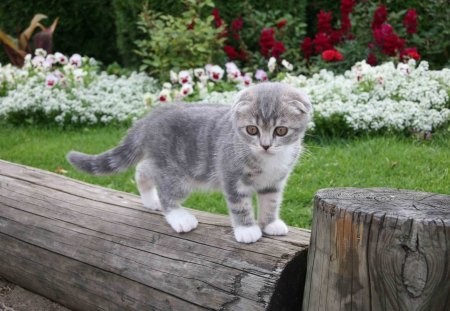 Exploring My World - animals, flowers, cat, log, grass, garden, kitty, cats, plants, fence, kitten