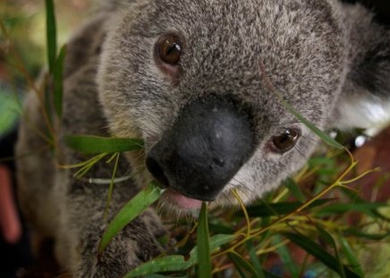 Cute,Koala,In,A,Tree,Australia - a, koala, australia, tree, cute, in