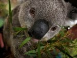 Cute,Koala,In,A,Tree,Australia