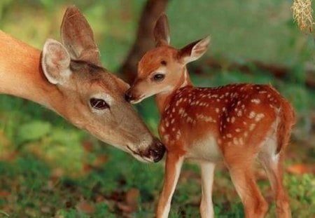 My Sweet Baby - fawn, deer, animals, doe