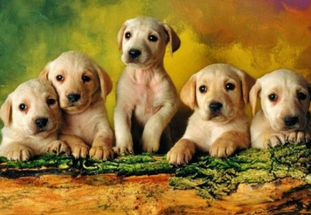 Five Golden Cuties - lovable, animals, labs, five, precious, dogs, sweet, golden, cute, puppies