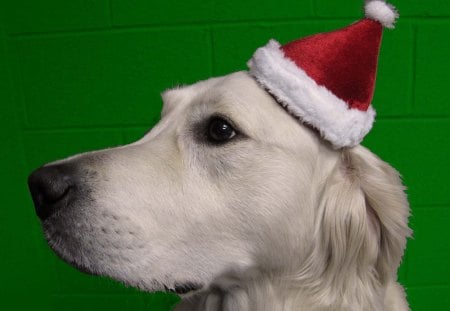 Mini Santa Hatâ™¥ - red, animals, precious, forever, white, hat, ove, santa, sweetheart, mini, dog, green