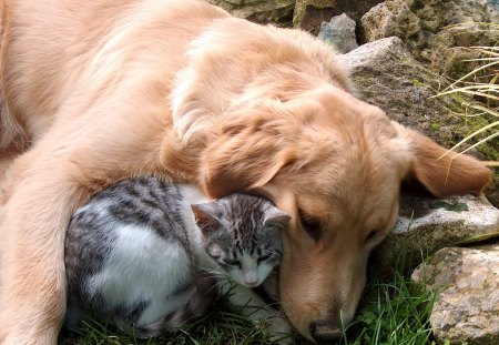 Feeling cozy together♥ - retriever, forever, special, dog, together, friendship, love, cat, feeling cozy, garden, friends, golden, animals