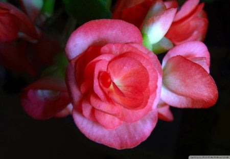 Pink Rose - soft, day, rose, nature, warm, pink, puffy, petals, stem, layers, flower