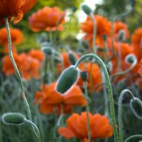 Poppy Bud