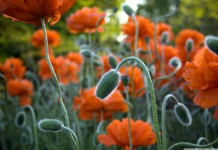 Poppy Bud - trees, stems, day, daylight, bud, nature, petals, orange, green, leaves, flowers, poppy