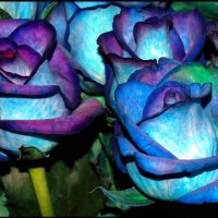 blue roses