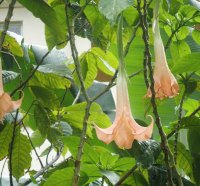 Flowers from the Island of Saint Lucia