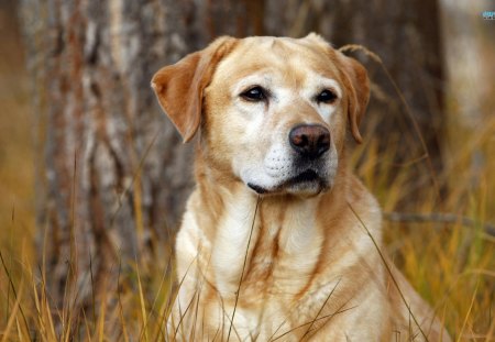 The Watchful Labrador - loving, tan, dog, sweet, pet, big, animal, labrador retriever, loyal