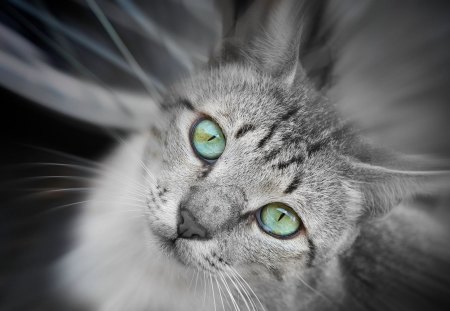 ~Gorgeous Cat Eyes~ - animal, cute, pet, beautiful, cat, pretty eyes, sweet, feline