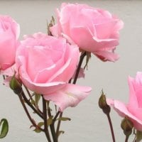 pink roses