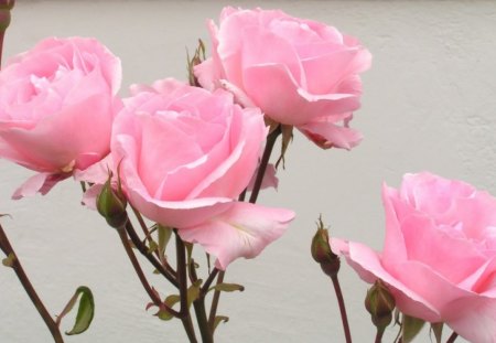 pink roses - roses, flowers, nature, pink