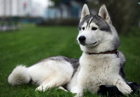 ~Curious Husky~ - large, husky, beautiful, dog, grass, pet, white, animal, gray