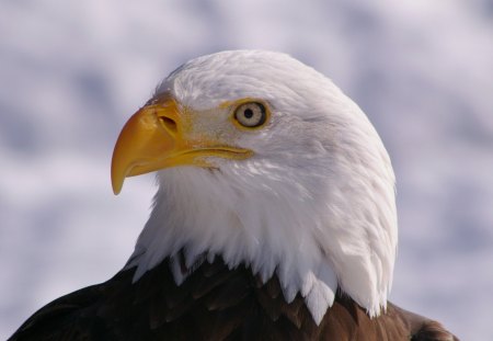 *** Beautiful and stately eagle *** - eagle, animal, animals, statelay, beauriful, birds