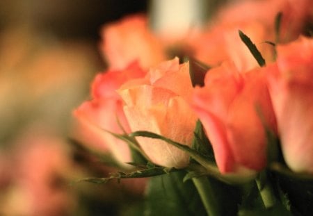 *** Soft and romantic roses *** - nature, roses, soft, flowers, flower