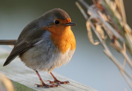 *** Lovely bird ***