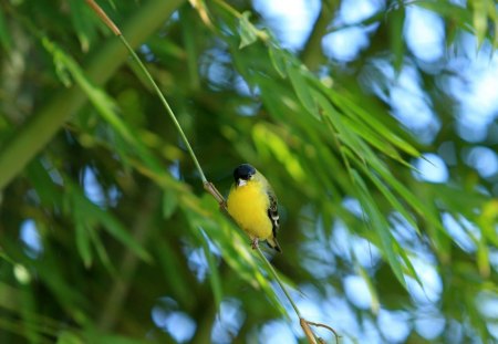 *** A small yellow bird on the branches *** - birds, branches, yellow, animals