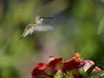 *** Hummingbird ***