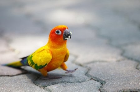 *** Parrot *** - parrot, animals, animal, bird, birds