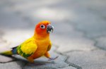 *** Parrot ***