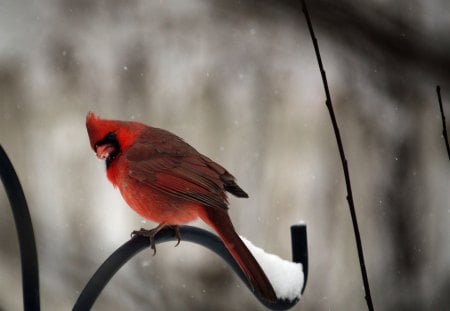 *** Cardinal *** - cardinal, animals, animal, bird, birds