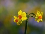 *** Yellow narcissus ***