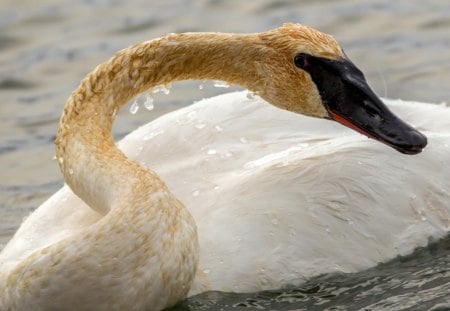 *** A young swan *** - swan, animal, animals, bird, young, birds