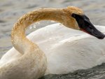 *** A young swan ***