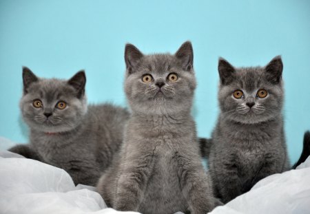 *** Three British gray cat *** - cat, animals, cats, animal, gray