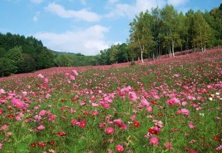 cosmos meadow - flowers, field, meadoew, nature