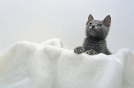 *** Cat on a white towel *** - white, animal, kitten, cat, animals