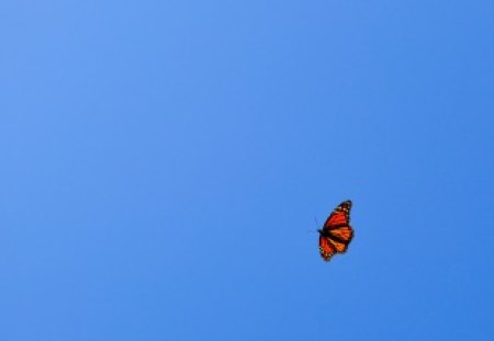 *** Butterfly *** - butterflays, animal, butterfly, animals