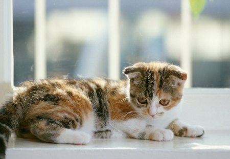 *** Kitten *** - cat, animals, cats, animal, kitten