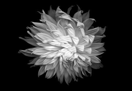 Black and White - nature, black and white, flowers, flower