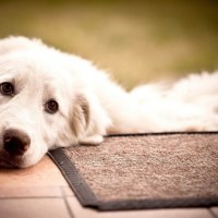 Sweet Labrador Retriever