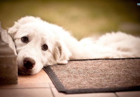 Sweet Labrador Retriever - large, Labrador Retriever, furry, dog, sweet, laying down, pet, animal, creme colored, loyal