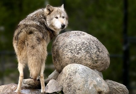 In the Wolfpark - wolves, predator, grey, wild