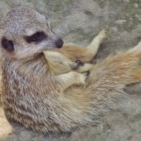 Meercat sitting