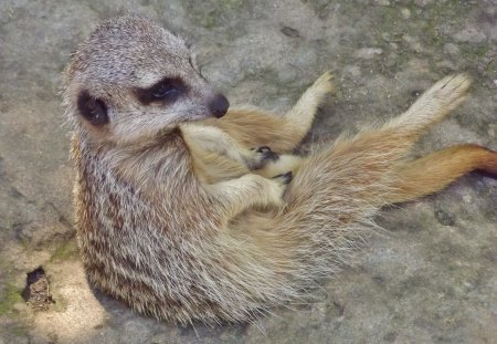 Meercat sitting - Meercats, Meercats zoo animal, Mammal, Zoo animal