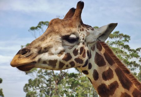 Giraffe head at Mogo zoo - Giraffe head, animal, zoo animal, plains animal