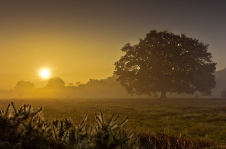 Sunset - sky, landscape, sun, clouds, tree, sunset