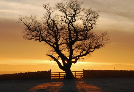 Sunset - sky, tree, sunset, clouds